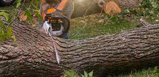 Best Tree Removal Service  in Brewer, ME