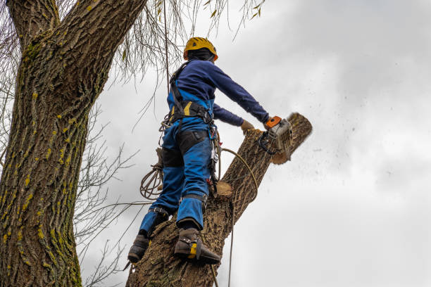 Best Stump Grinding and Removal  in Brewer, ME