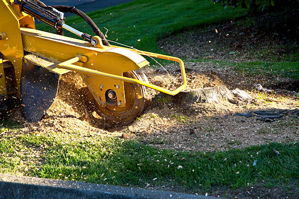 Why Choose Our Tree Removal Services in Brewer, ME?